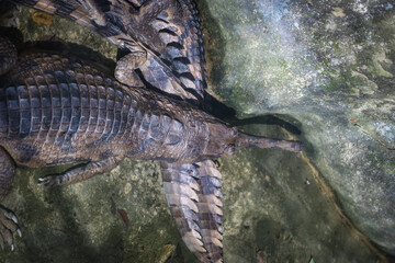 large crocodile resting inside the cage