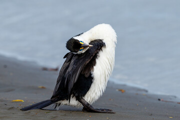 Pied Shag / Cormorant  in New Zealand
