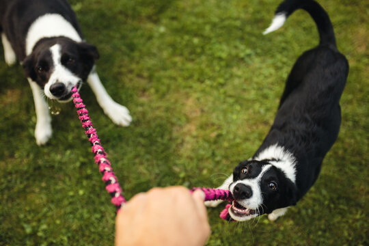 two border collie dogs playing tug of war with a pink toy on green grass