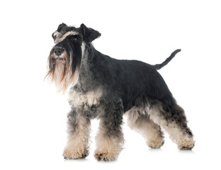 miniature schnauzer in studio