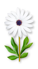 Fototapeta na wymiar Offbeat chamomile flower. Composition of white chamomile with a blue core and peony leaves. Art object on a white background.