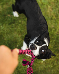 border collie puppy playing tug of war with a pink toy on green grass