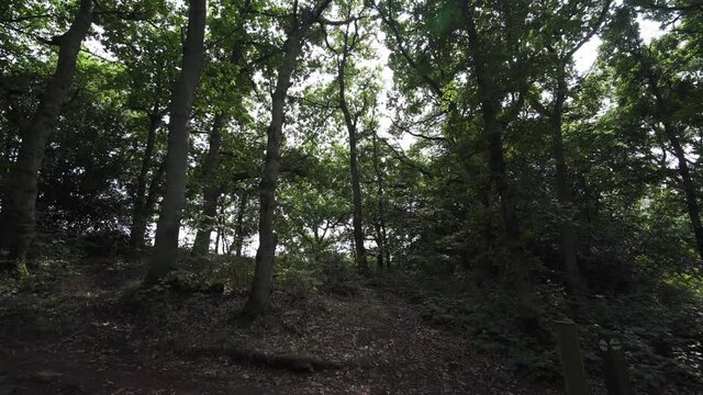 "Woodland Scene" Images – Browse 1,520 Stock Photos, Vectors, and Video ...
