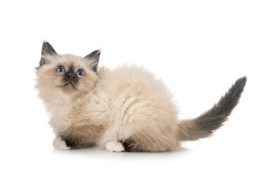 birman kitten in studio