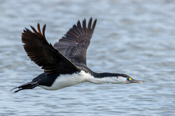 Pied Shag / Cormorant  in New Zealand