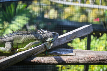 Iguana inside a cage