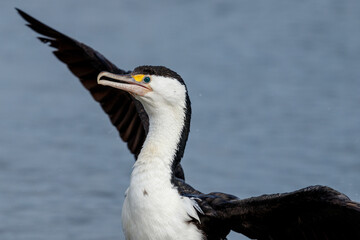 Fototapeta na wymiar Pied Shag / Cormorant in New Zealand