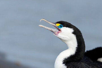Pied Shag / Cormorant  in New Zealand
