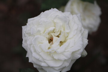 Москва в октябре