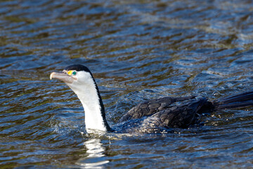 Pied Shag / Cormorant  in New Zealand