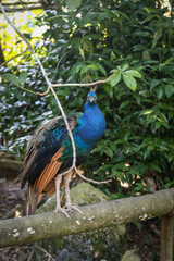 Fototapeta premium Peacock at a zoo