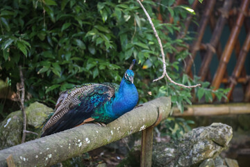 Fototapeta premium Peacock at a zoo