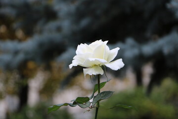 Москва в октябре