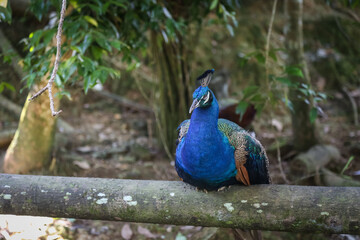 Fototapeta premium Peacock at a zoo