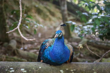Fototapeta premium Peacock at a zoo