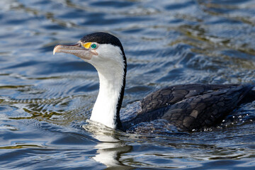 Pied Shag / Cormorant  in New Zealand
