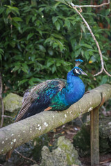Peacock at a zoo