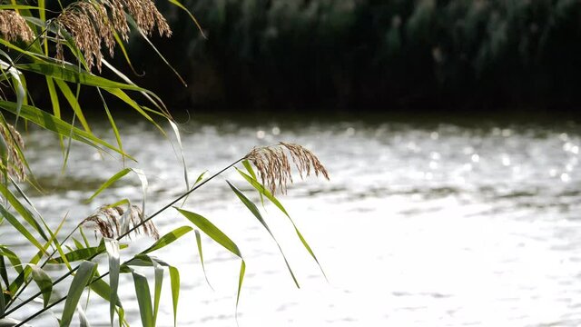 Pleasant autumn sunless reeds on the shore of a lake in the wind in Hungary.