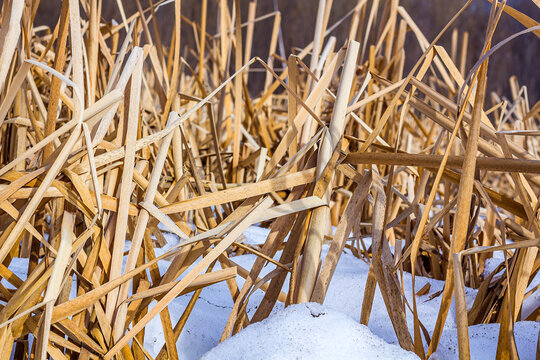Grass or leaves of dry reeds in winter on bank of pond in snow. Close-up, natural texture background