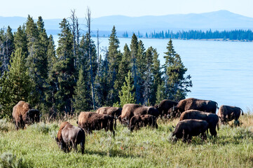 Bison (Bison bison) in Yellowstone National Park, USA