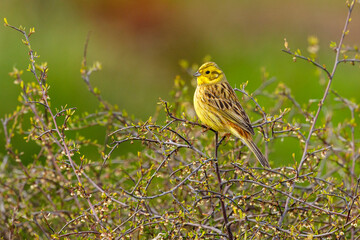 Yellowhammer Finch in New Zealand
