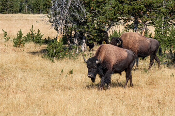 Bison (Bison bison) in Yellowstone National Park, USA