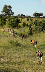 Naklejka na ściany i meble The African wild dog, African hunting dog, or African painted dog (Lycaon pictus), leaving the pack. The pack of wild dogs goes to the savannah in one row.