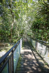 Forest path