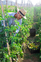 Positive young man working in small farm garden in summer, picking underripe tomatoes from bushes.