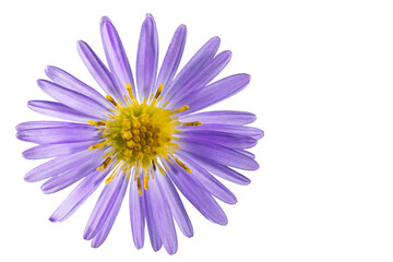Alpine aster flower. White isolated background. Close-up. Macro shooting. Concept for printing and design