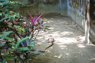 Komodo dragon in natural habitat