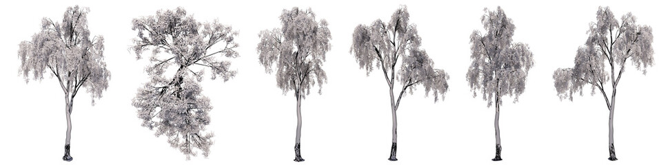 Set or collection of drawings of Birch trees isolated on white background . Concept or conceptual 3d illustration for nature, ecology and conservation, strength and endurance, force and life