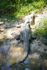 large crocodile resting inside the cage