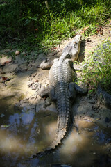 large crocodile resting inside the cage