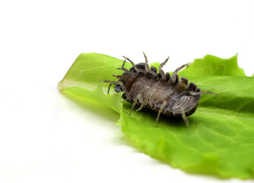 Sow bug, woodlouse, oniscus Asellus, legs up white background, funny wallpaper