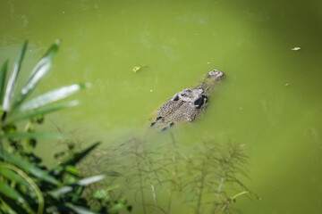 Fototapeta premium large crocodile resting inside the cage