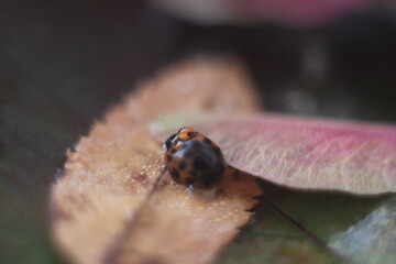 Ladybug with a droplet on the leaves