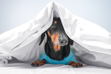 Funny dachshund in blue pajamas just woke up or going to sleep. Advertising bed linen or home clothes for pets. How to wean dog from getting into bed of owner.