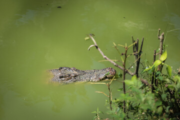 large crocodile resting inside the cage