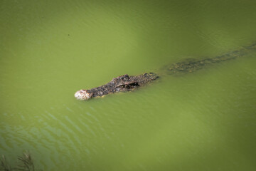 large crocodile resting inside the cage