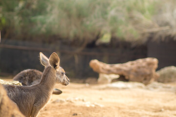An Eastern gray kangaroo standing in the sun, blurred background.
