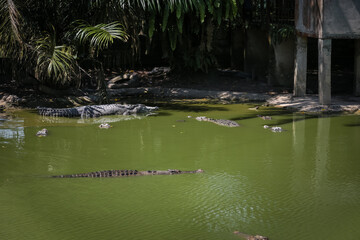 large crocodile resting inside the cage