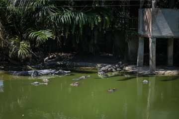 large crocodile resting inside the cage