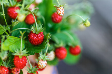 Red strawberries berry and white flowers in wild meadow, close up.Summer bunch of ripe berries view.Mix berries in mug on wood background.