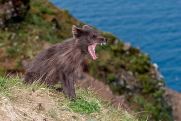 Pribilof Islands Arctic Fox (Alopex lagopus pribilofensis) at St. George Island, Pribilof Islands, Alaska, USA