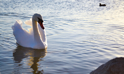 White swan on a pond at evening sunset
