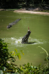Crocodiles jumping out of the water