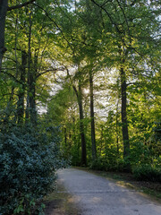 Obraz premium Bosco in estate