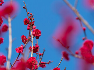 紅梅　赤い梅の花と青空