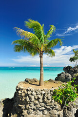 Palm tree